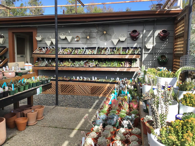 Nursery succulent display