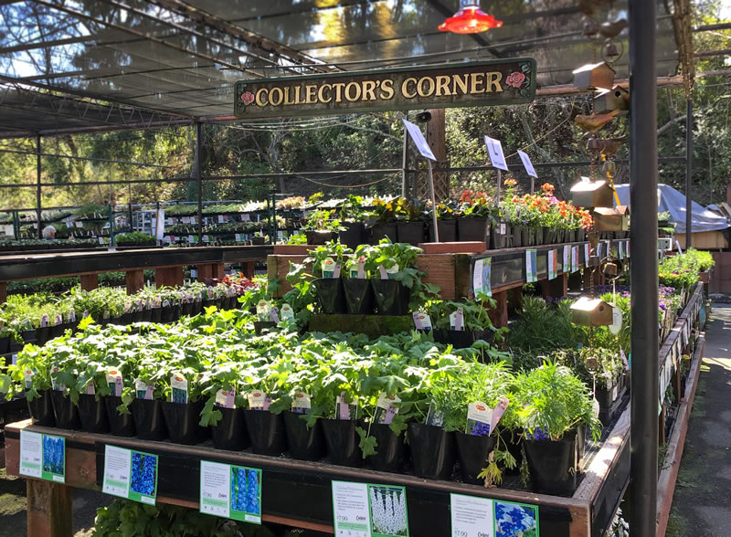 Nursery display of various plants