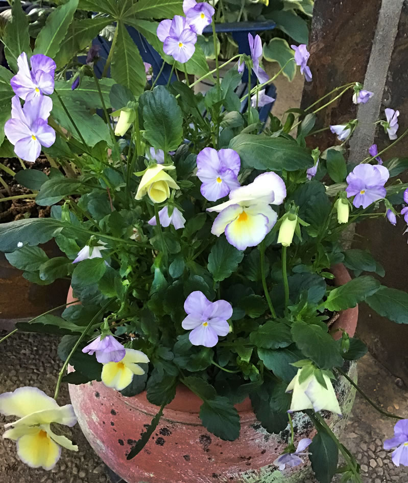 Flowering Violas 