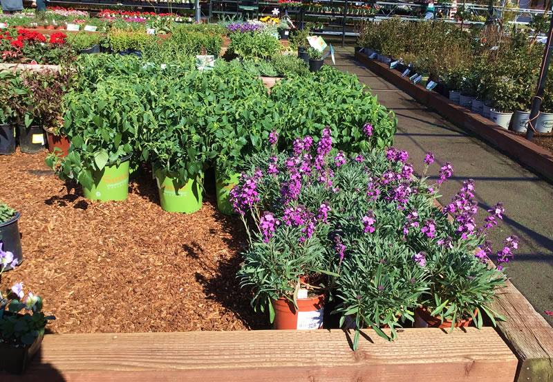 Raised wooden garden bed filled with mulch and plants sitting on top