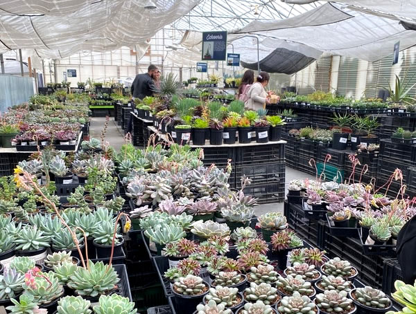 Interior view, rows of tables with succulents