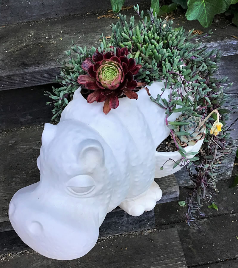 Succulents in a white hippo shaped planter