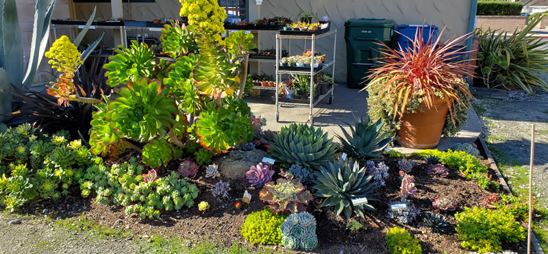 Display of succulents