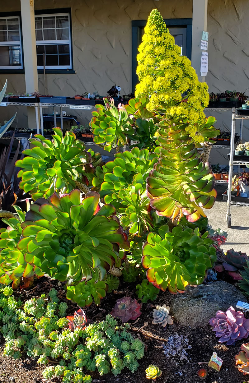 Succulent display with tall yellow flower stalk