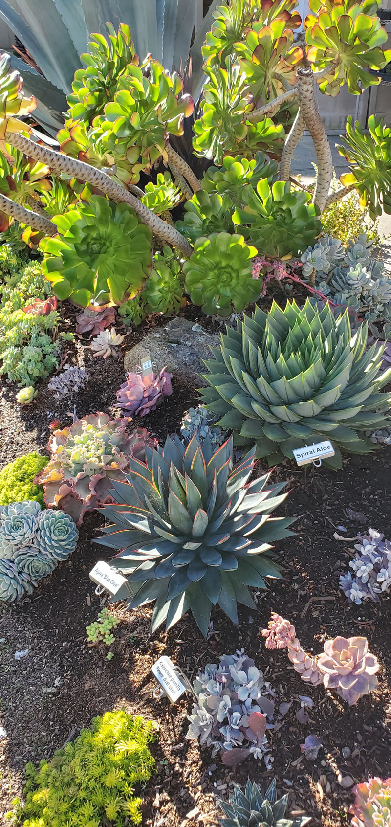 Succulent display