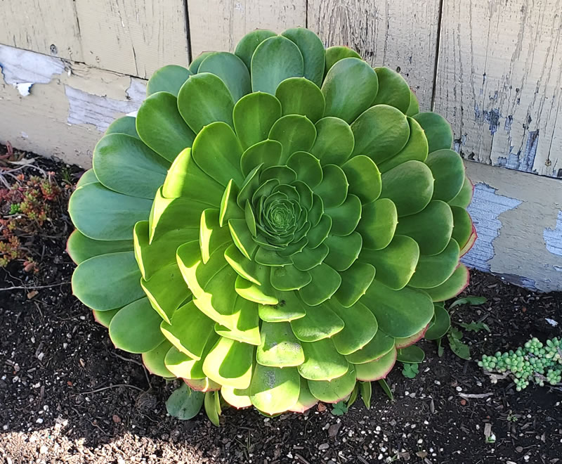 Large succulent