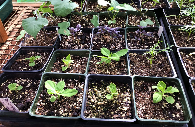 Seedtray with 1-inch seedlings of various plants