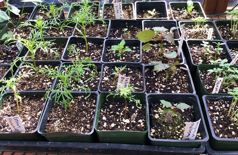 Seedtray, more small seedlings