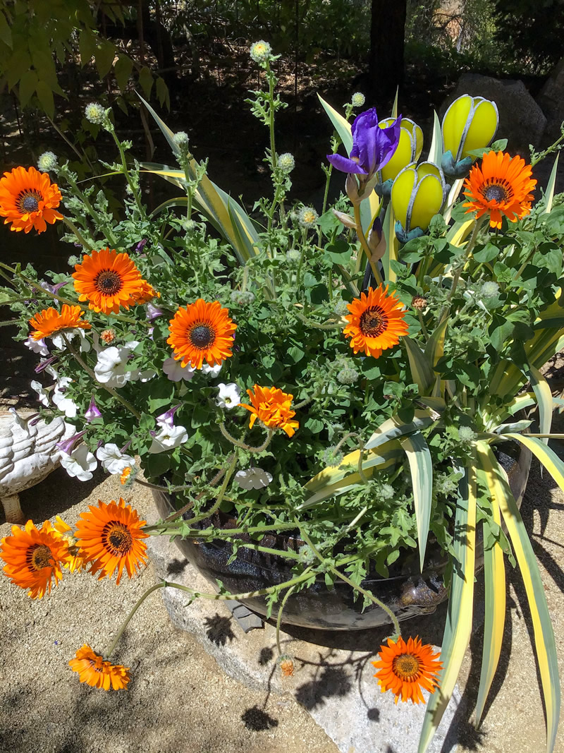 Orange flowers of Venidium fastuosum ‘Orange Prince’