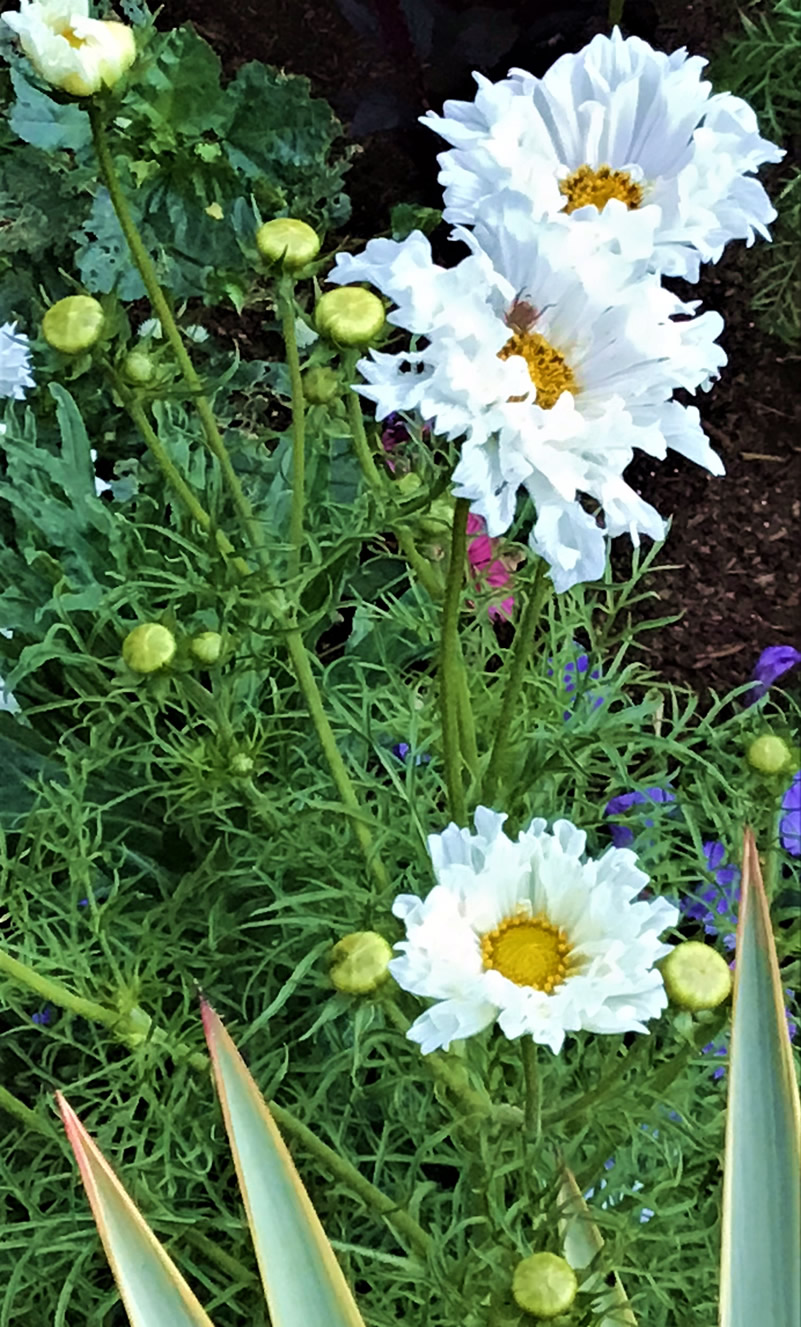 Cosmo ‘Snowpuffs’, white flowers, yellow centers on green plant