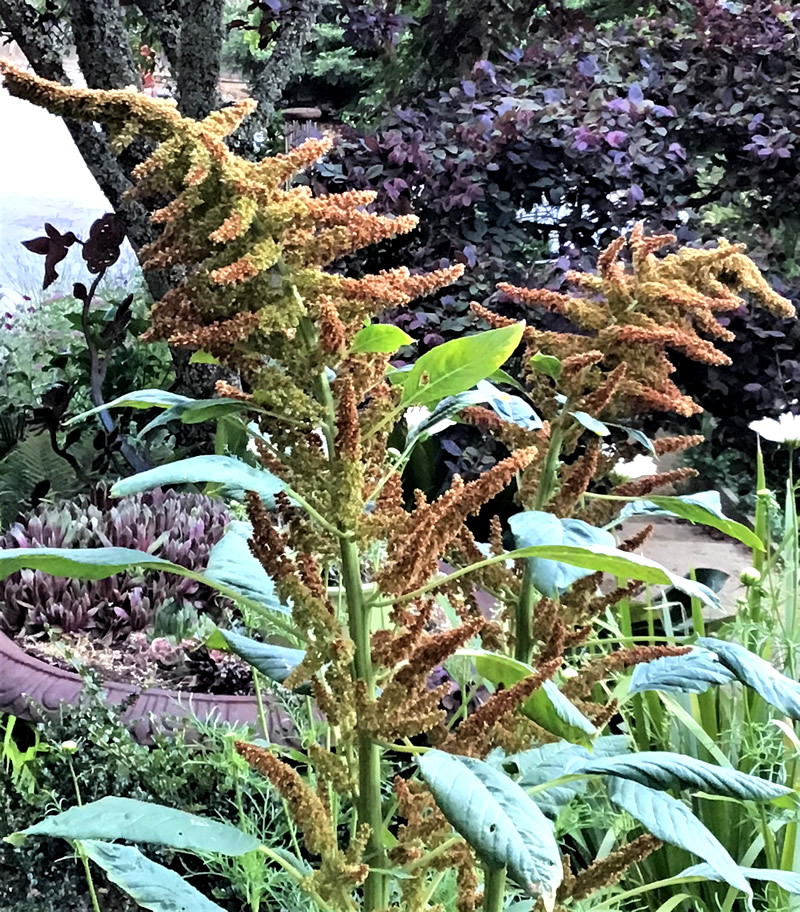 Amaranth ‘Autumn’s Touch’ golden brown flower brachts