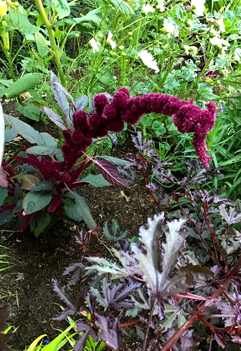 Amaranth ‘Oeschberg’ burgundy flower bracht