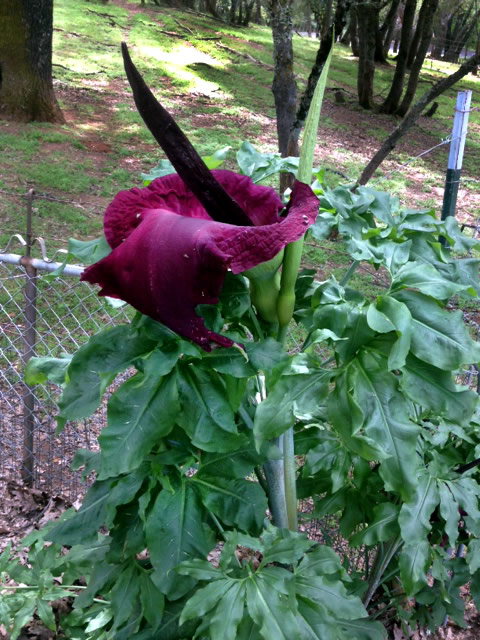 Dracuncula vulgaris (Voodoo Lily or Devil’s Tongue) large deep red lily blossom
