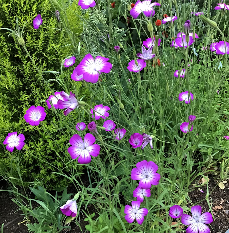 Agrostemma ‘Milas’ pink flowering plant, white centers