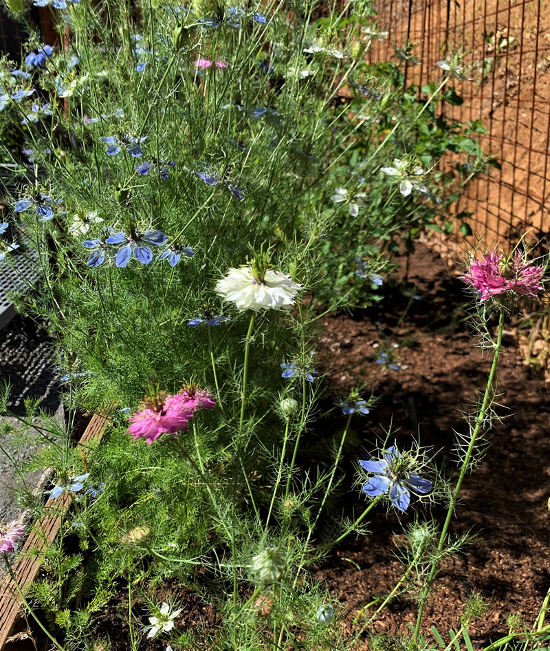 Nigella damascena Persian Jewels Mix (Love-in-a-mist)