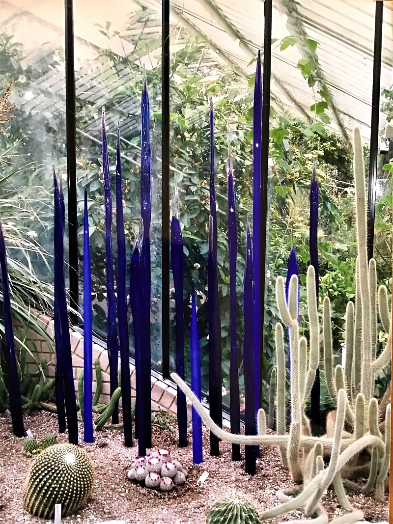 tall thin reeds of blue glass in a cactus garden