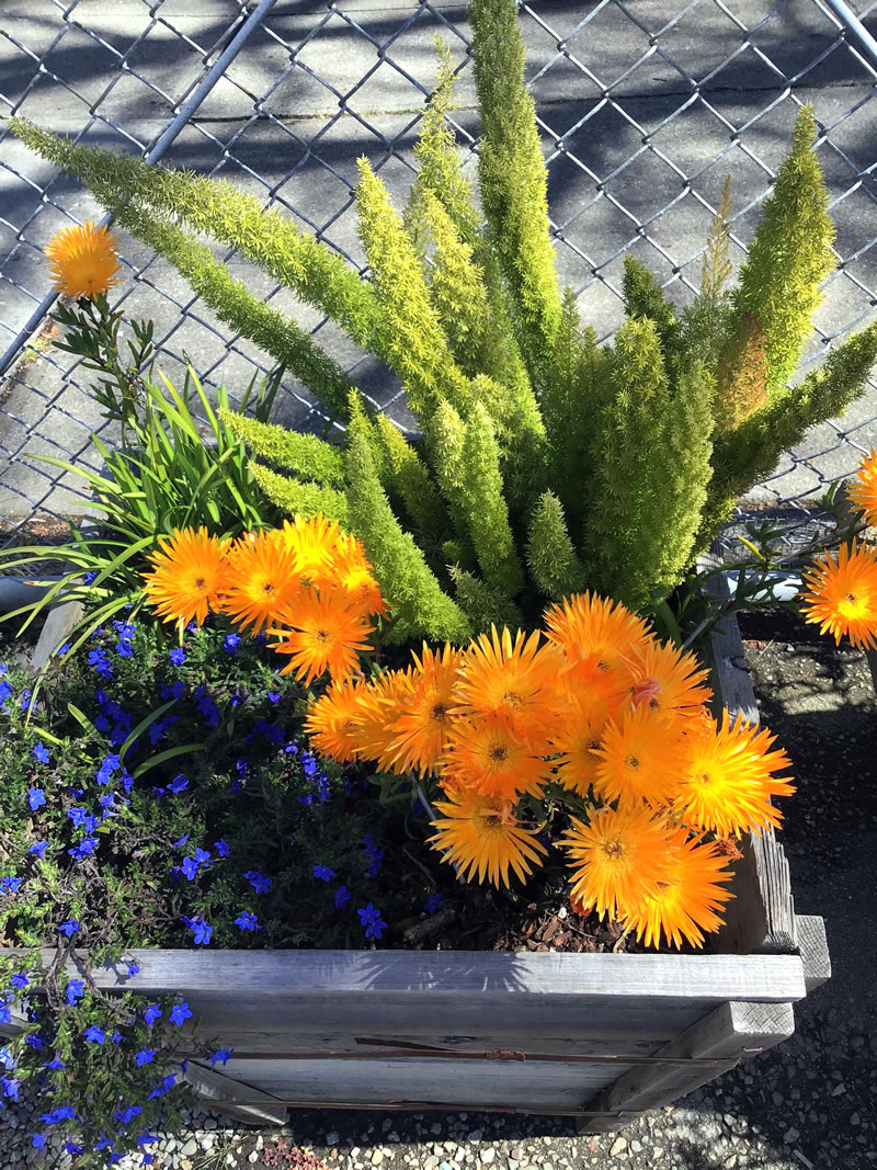Bright orange flowers in a container with green asparagus fern and blue lobelia flowers  