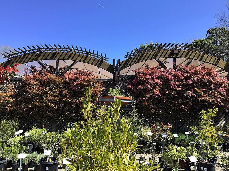 Nursery interior, large wooden arches over plant display