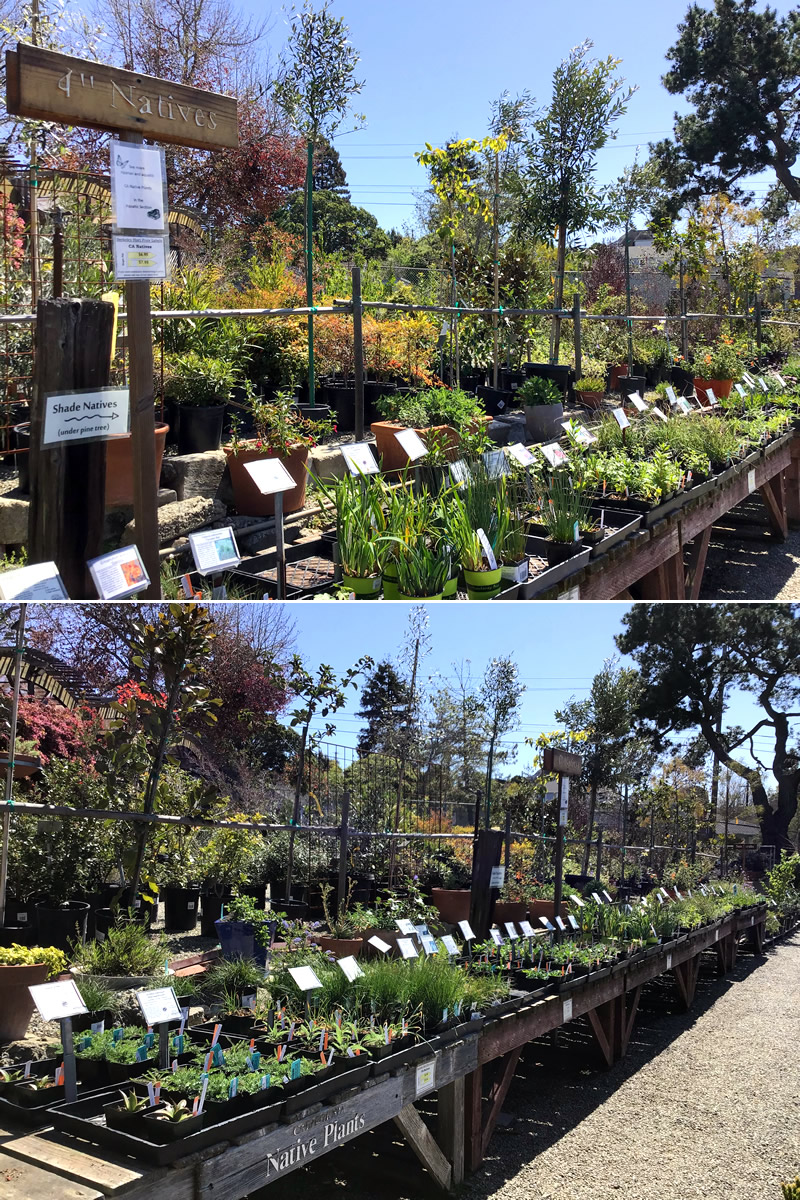 Two views of outdoor racks containing many native plants