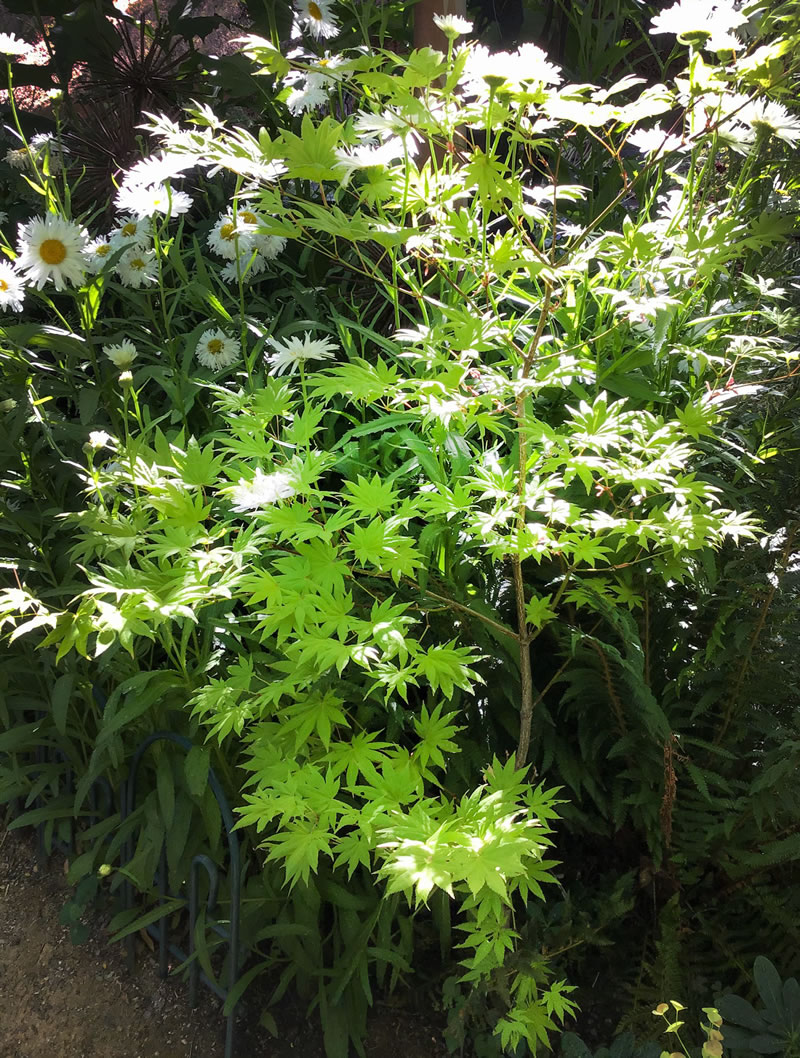 Small green maple among daisies