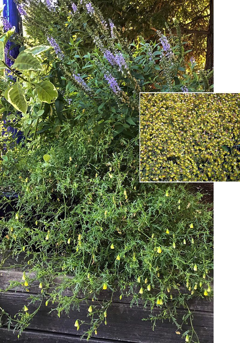 Small yellow flowers of Hermannia verticillata among other plants in a garden setting