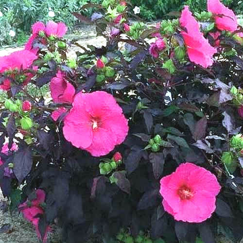 Hibiscus moscheutos Head Over Heals Series ‘Passion’ dark pink blossoms against dark colored leaves