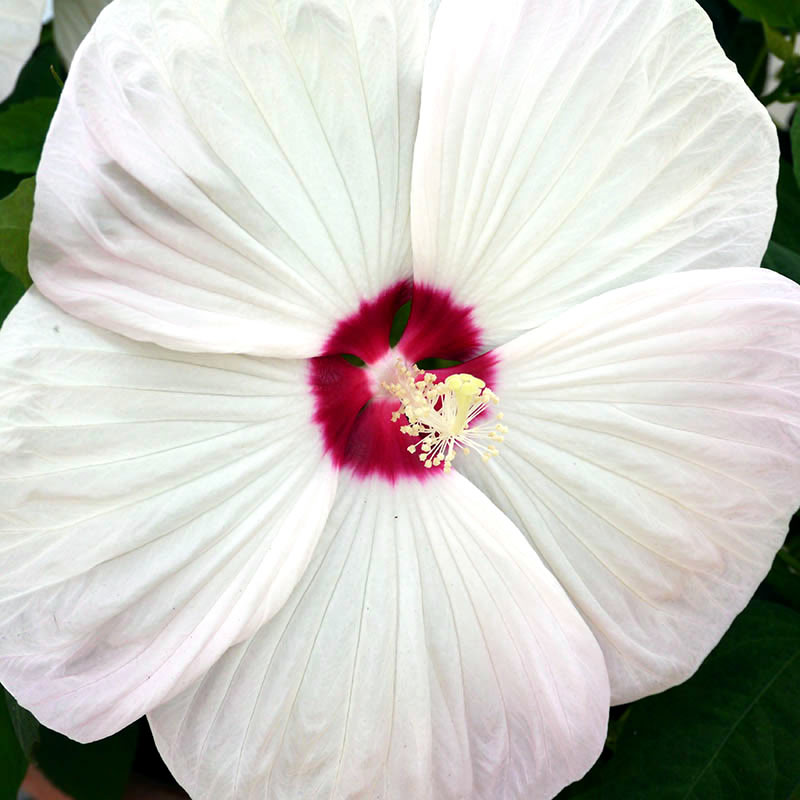 Large petalled white hibiscus with small red center