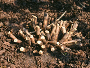 Brown branches cut back to a few inches from soil.