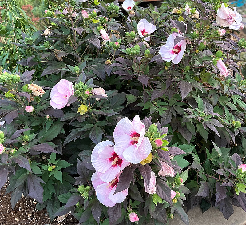 Large hibiscus plant with large pink flowers