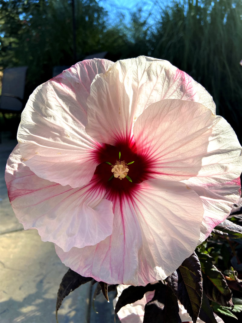 Large soft pink blossom