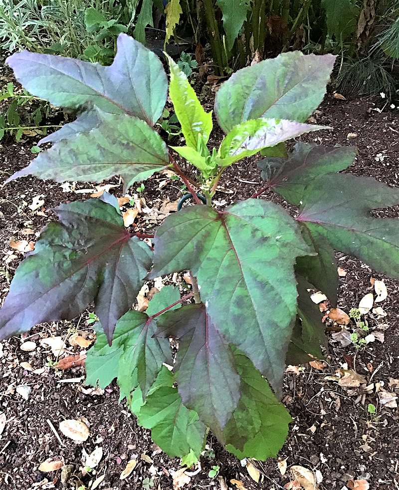 Small plant, green healthy leaves