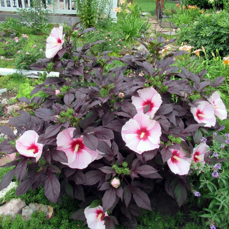 Hibiscus plant, mahogany leaves, pink flowers.