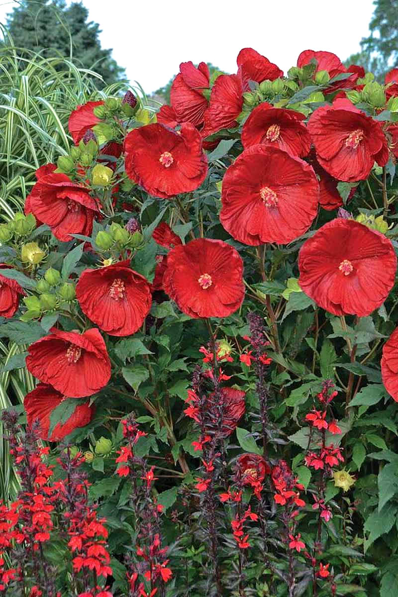 Hibiscus plant covered in red blooms