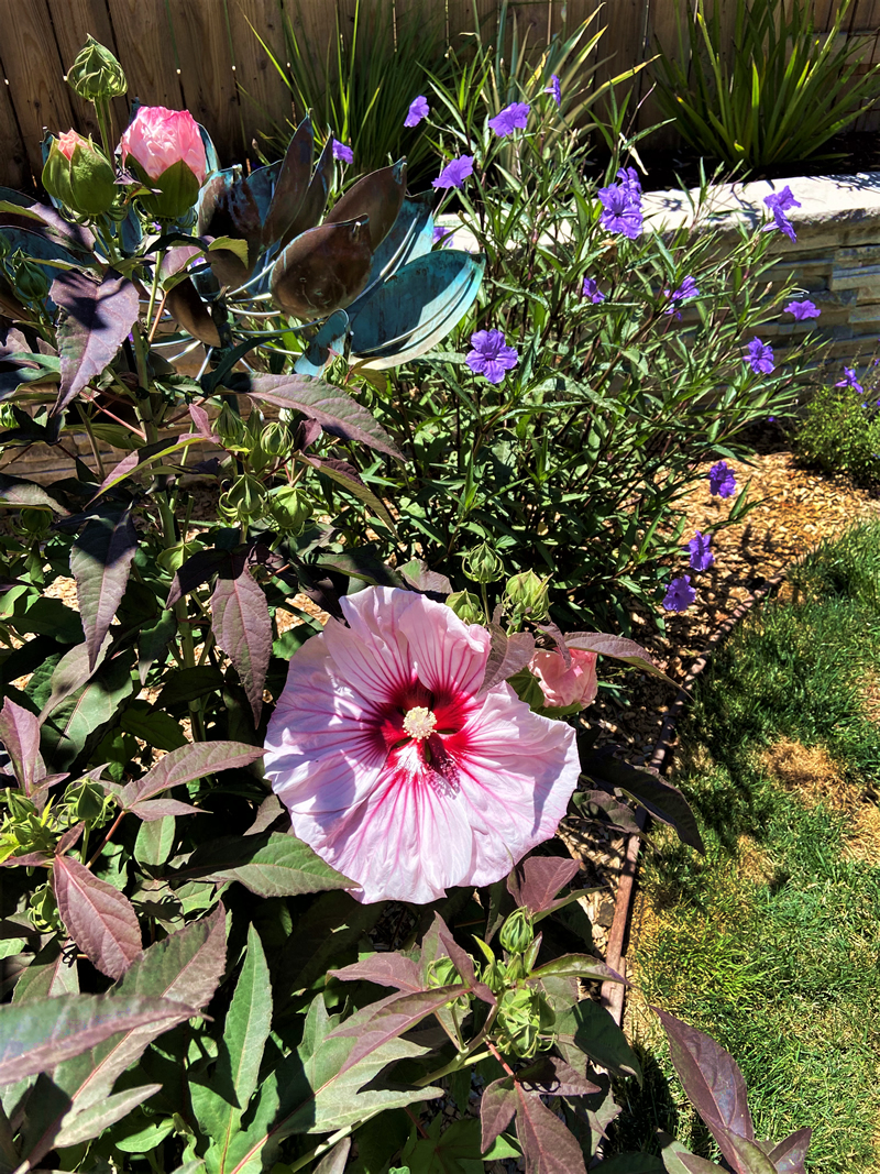 Medium size hibiscus plant with large pink blossom in a grader setting