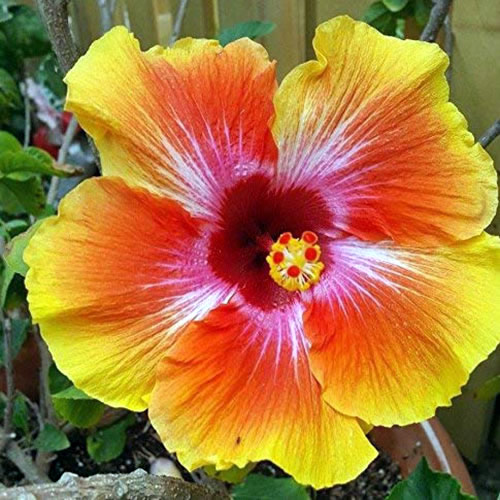 Large orange hibiscus blossom with bright yellow edges