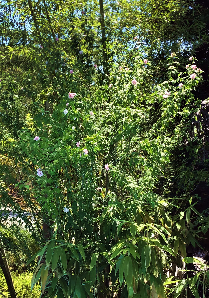 Large shrub hibiscus, small pink flowers