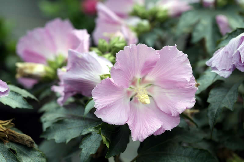 Soft pink flowered hibiscus