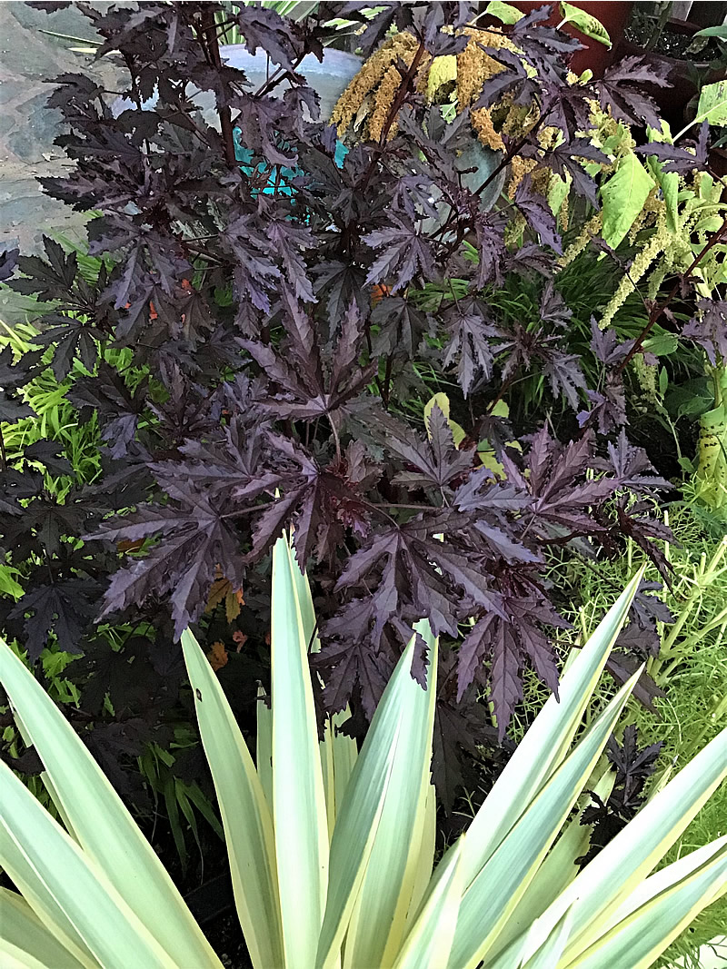 Mahogany leaved hibiscus plant with no blossoms