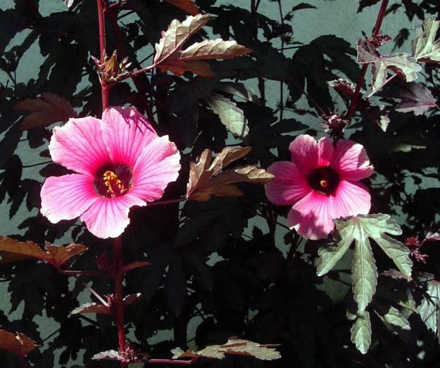 Mahogany leaves and medium pink blossoms