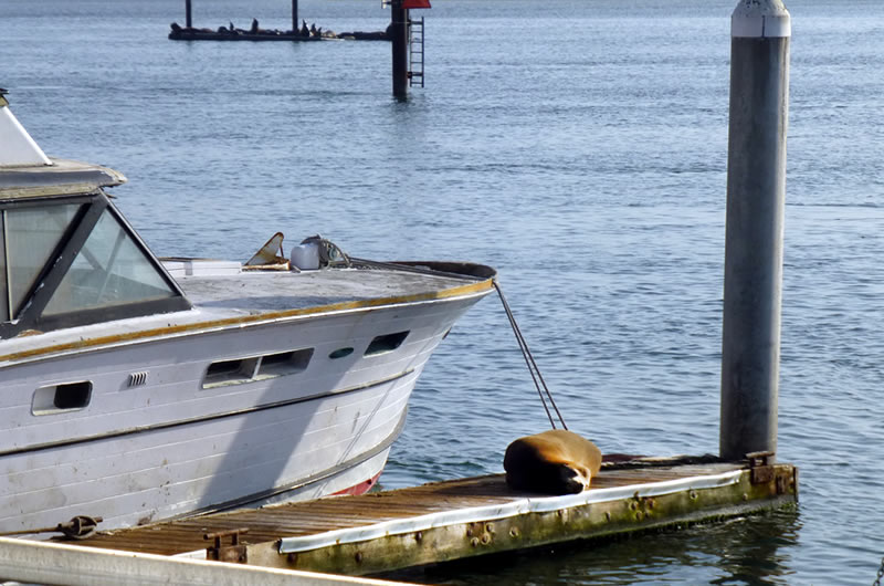 Seal snoozing on boat dock