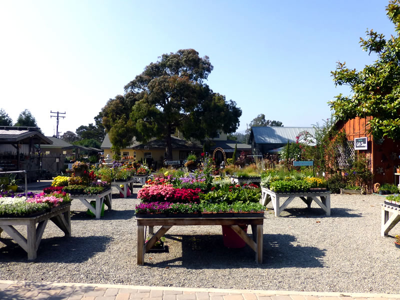 Arranged nursery plants on outdoor tables