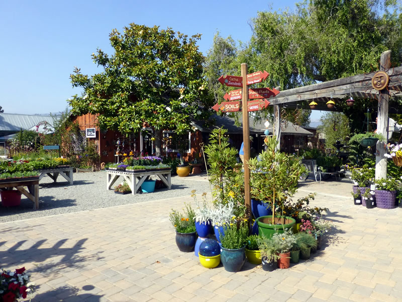 Potted plant arrangement at Cambria Nursery