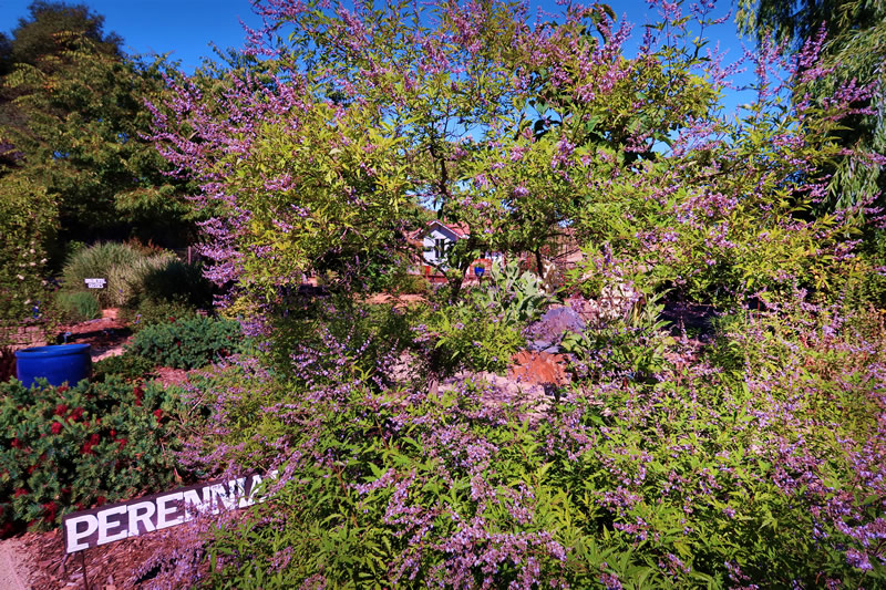 Chinese Chaste Tree in bloom, garden setting