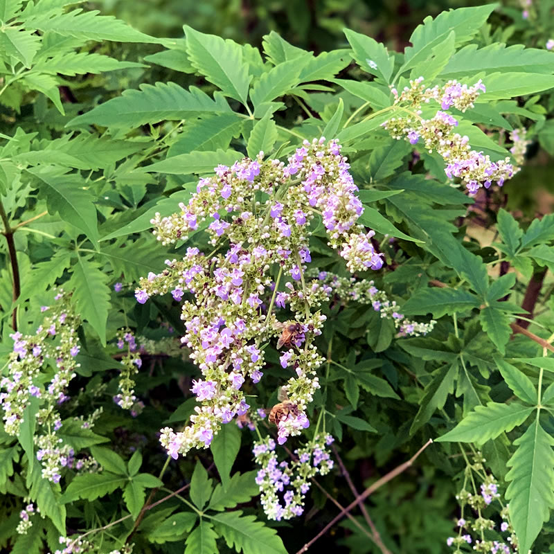 Closeup of Chinese Chaste  Tree blossom with bees