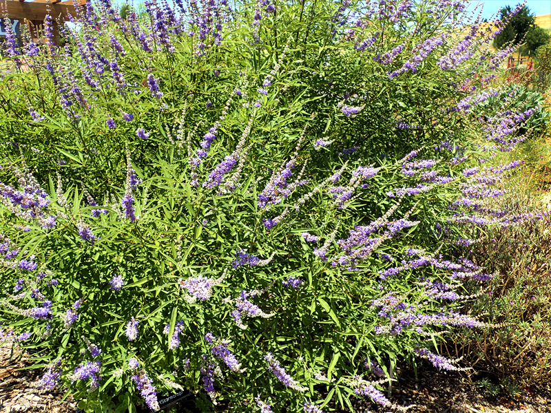 Vitex agnus-castus bush in bloom