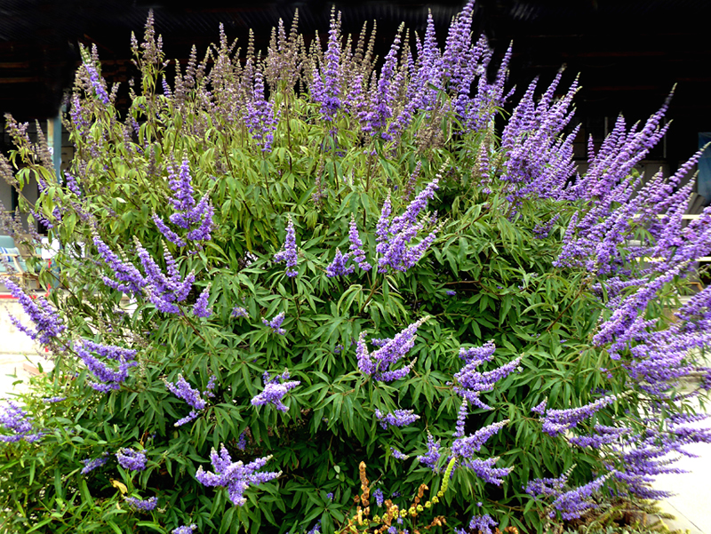 Shoal Creek vitex in bloom