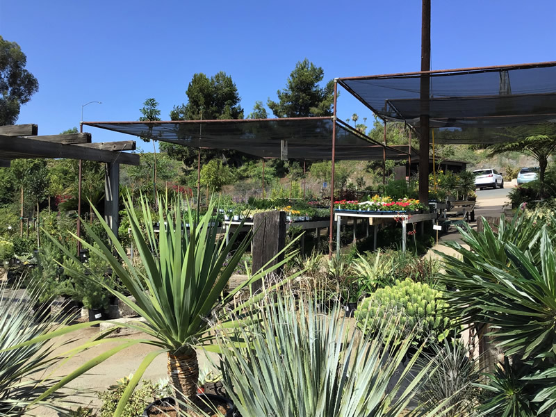 Yucca and other plants outside in a nursery yard