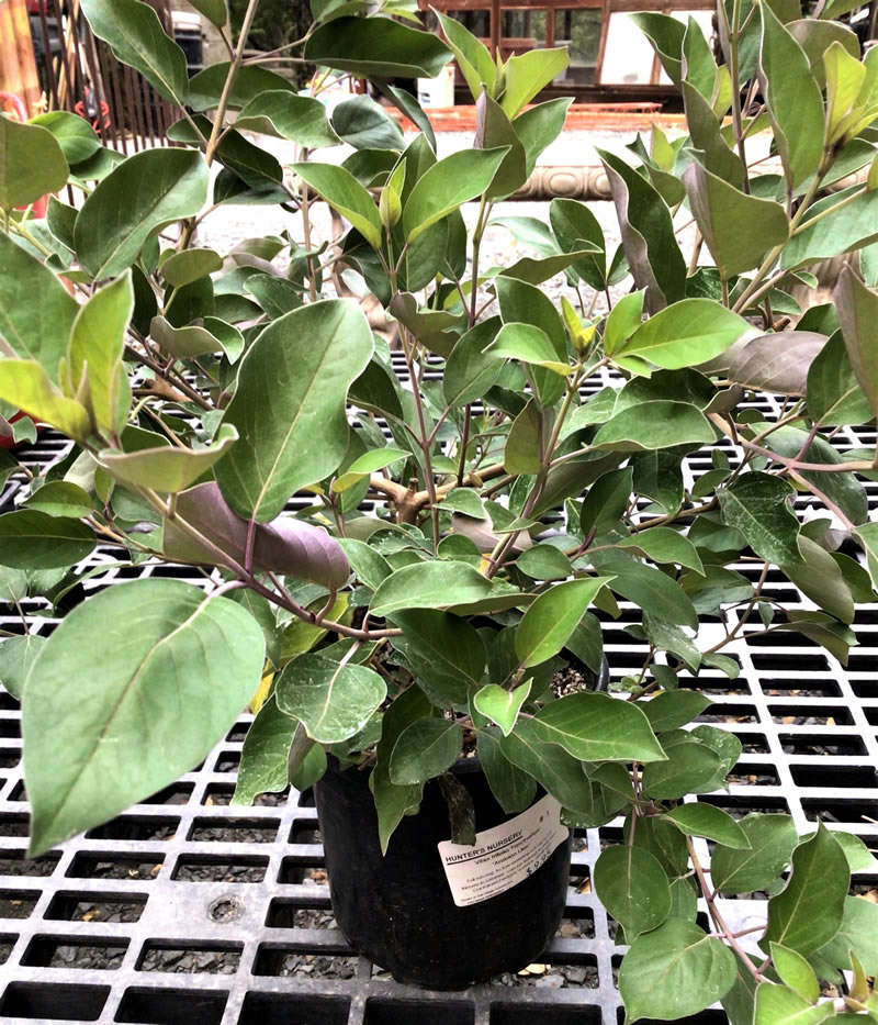 Potted Vitex shrub. Vitex trifolia ‘Fascination’ aka ‘Arabian Lilac’