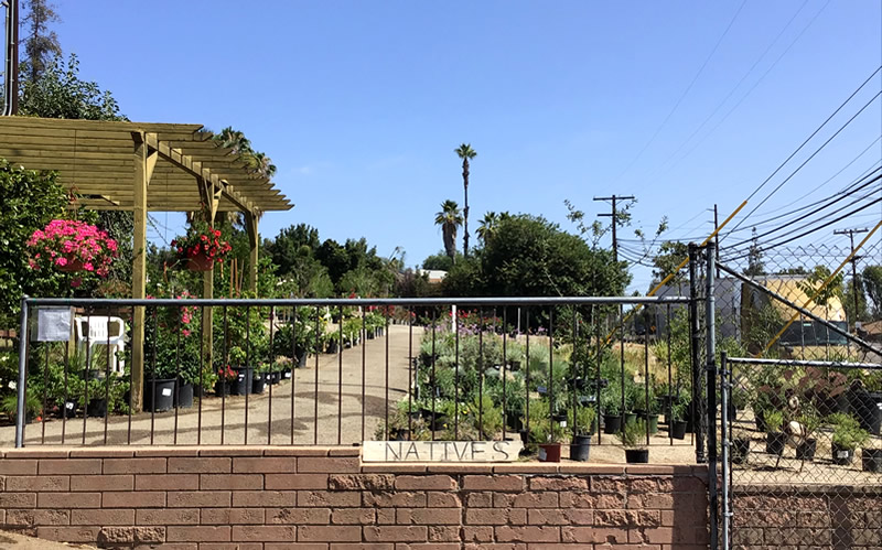 Native plants in pots, outdoors