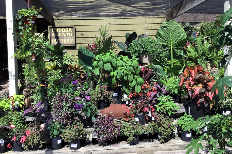 Shade and indoor plants of many varieties collected together